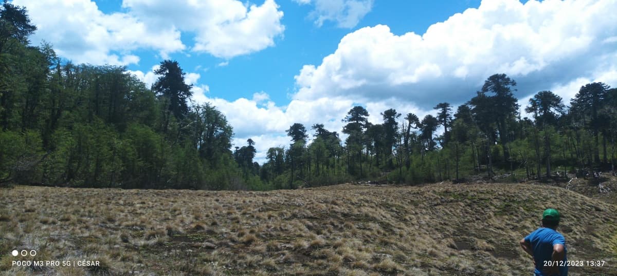 marcial camino internacion icalma 