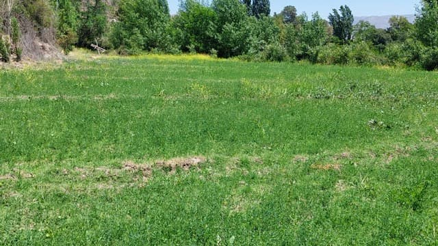 Pocuro- Las Tomillas Altas.  Comuna de Calle Larga