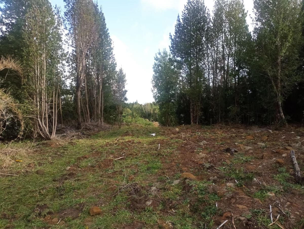 Bosques de Coipomo