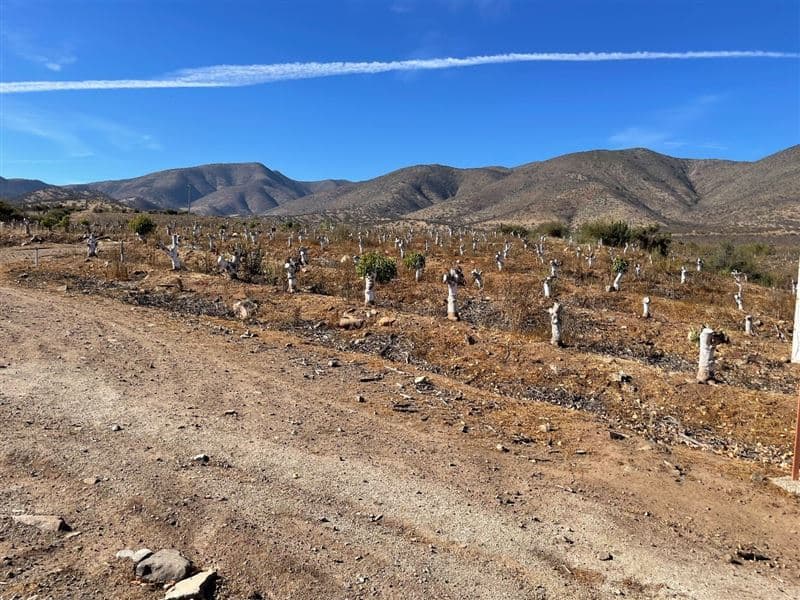 Terreno Agrícola 47 Hás Illapel Sin Comisión de Corretaje
