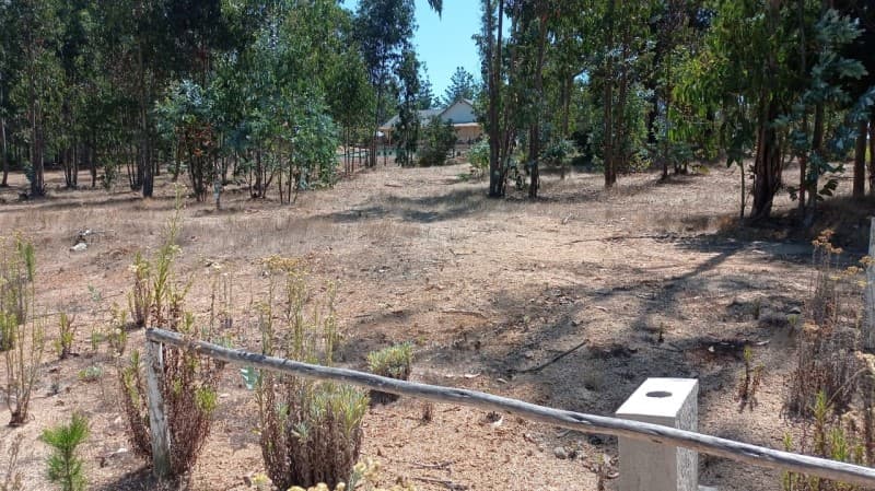 CAMINO ANTIGUO ALGARROBO KM 3                               