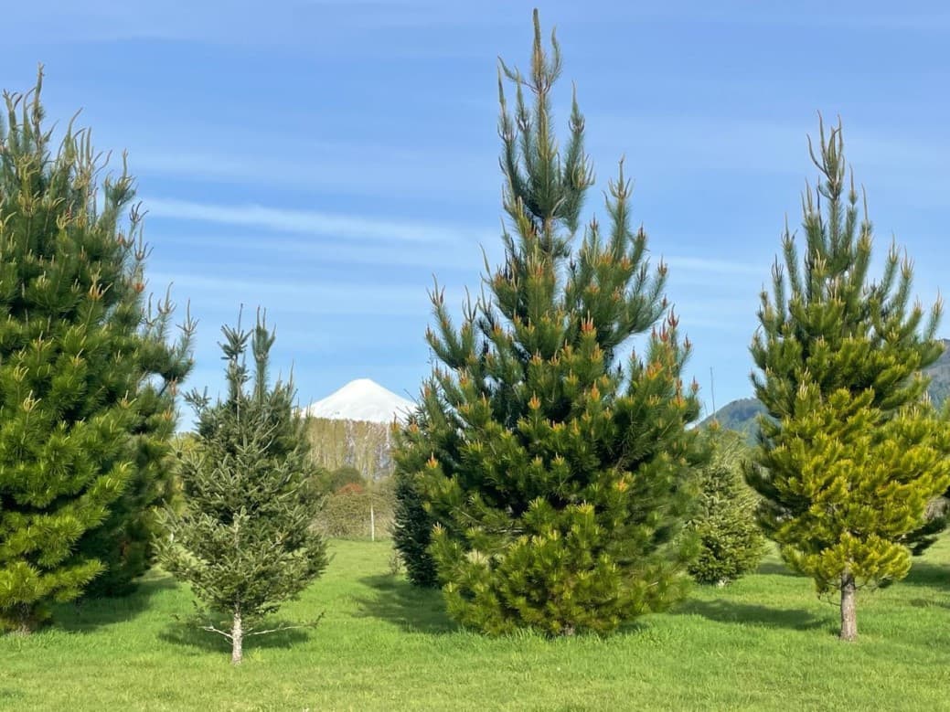 HUINCACARA KILOMETRO 6 CAMINO LICANRAY                      