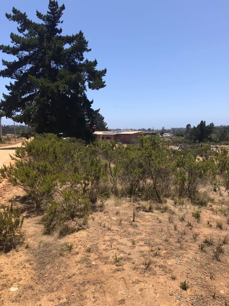 ANTES DE INGRESAR A ALGARROBO                               