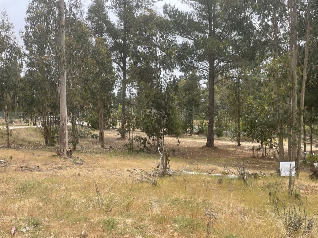 CAMINO LOS PINARES Y LOS AROMOS ANTIGUO CAMINO AL TOTORAL   