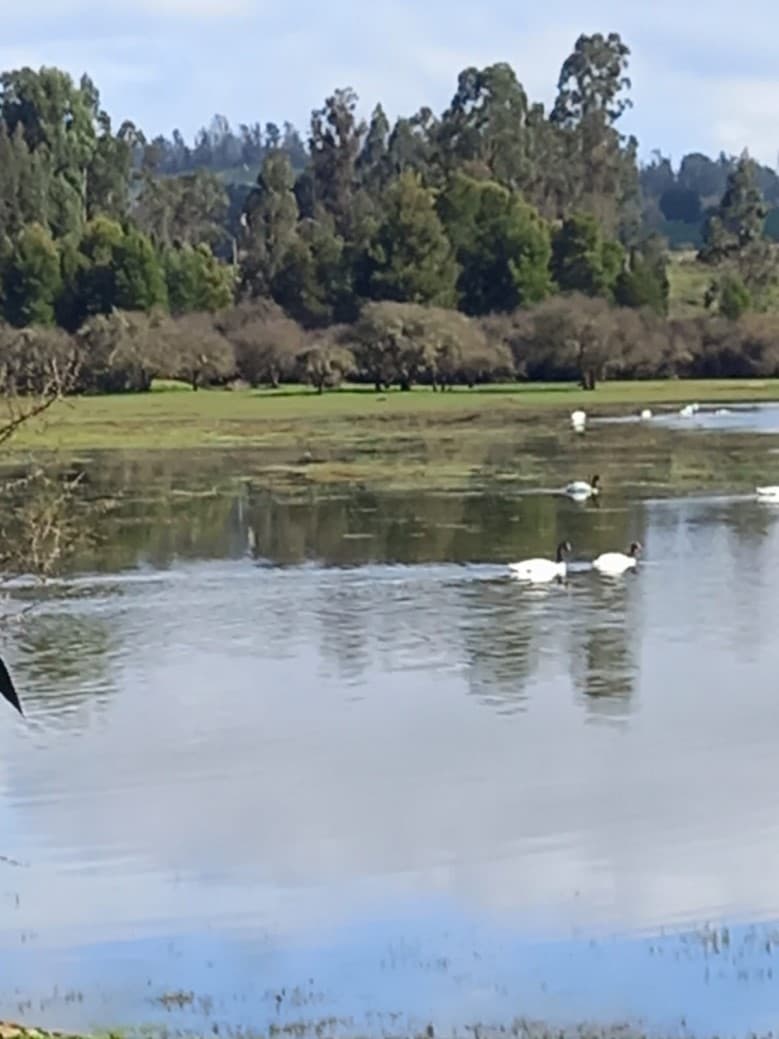 LAGO VICHUQUEN - LLICO                                      