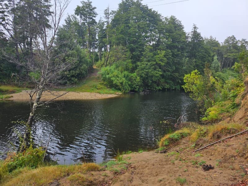 SECTOR CARRICO, PUAUCHO                                     