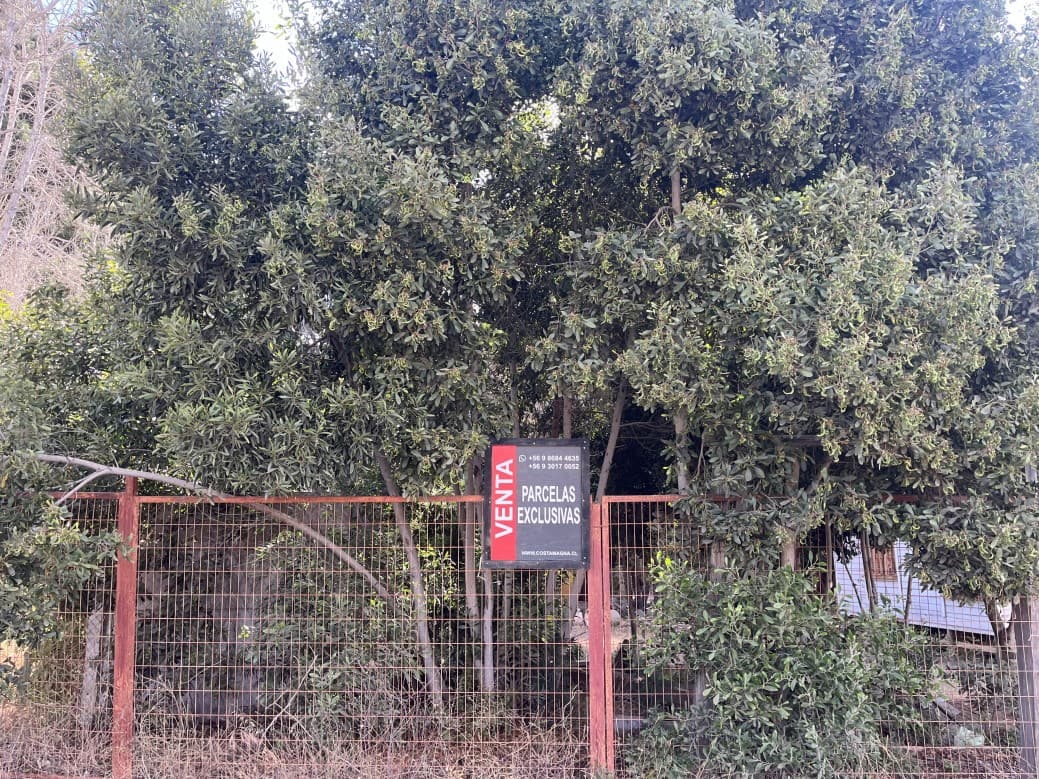 PARAÍSO DE QUINQUELLES                                      