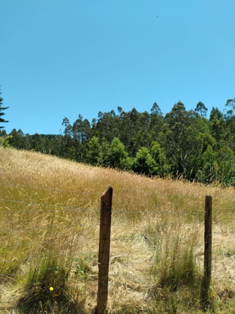 PREDIO AGRÍCOLA CON SUPERFICIE DE 95 HECTÁREAS PICHI- CANCUR