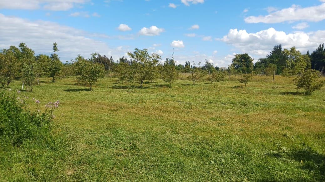 ISLA DE PENCAHUE, PARRAL                                    