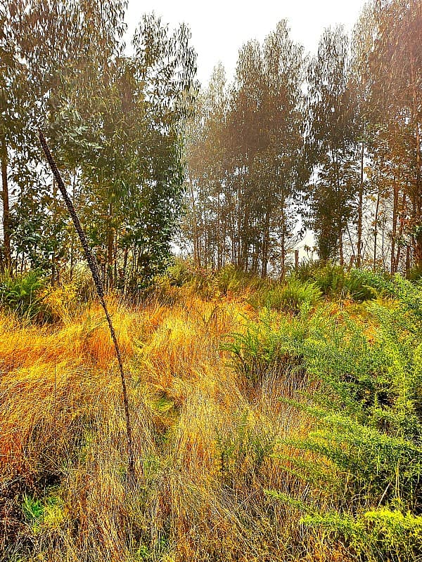 SECTOR RENGALIL, ORILLA RÍO CAUTÍN                          