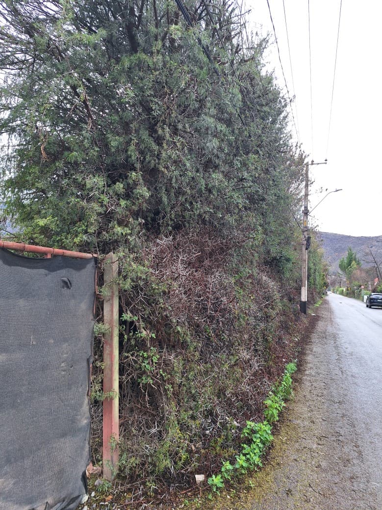 CERCANO AL OLIVETO                                          