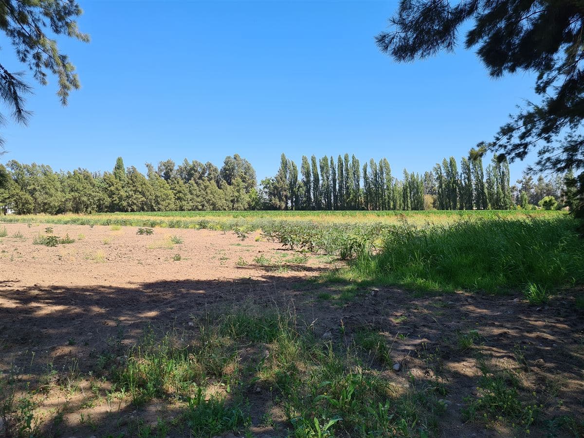 Calera de Tango / El Copihue