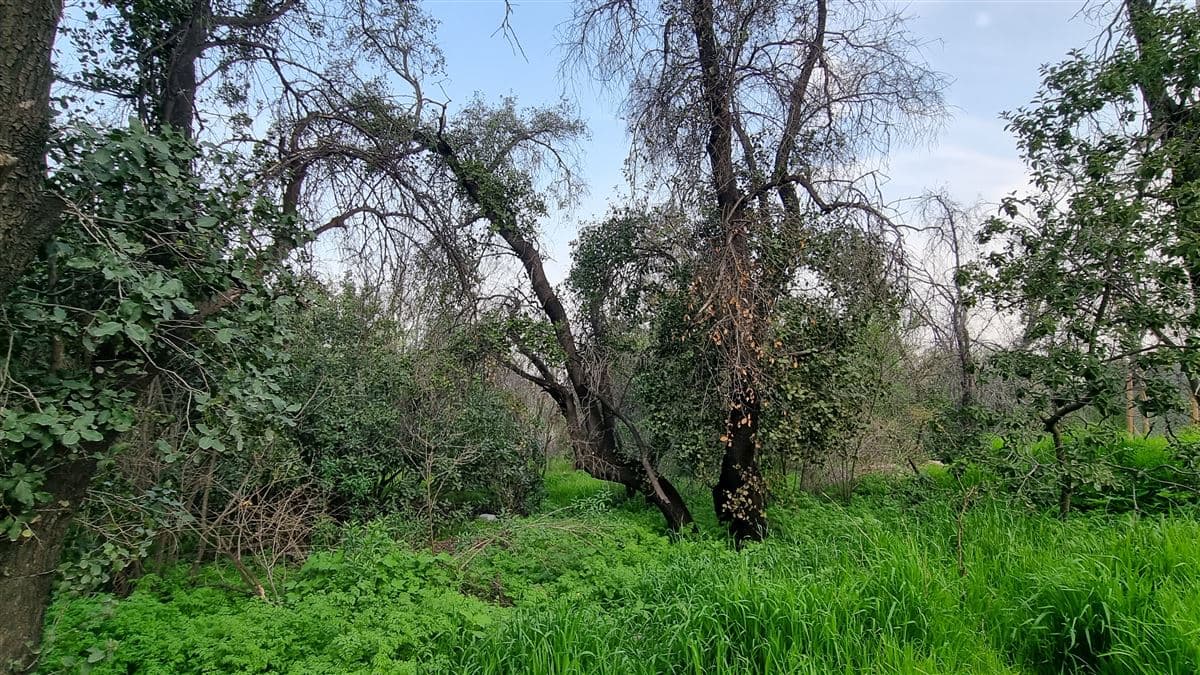 Santa Maria de Manquehue / Sitio Plano 