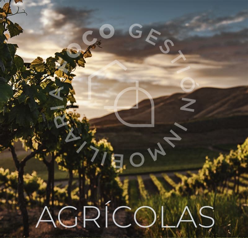 Sector Viluco Terreno subdividido