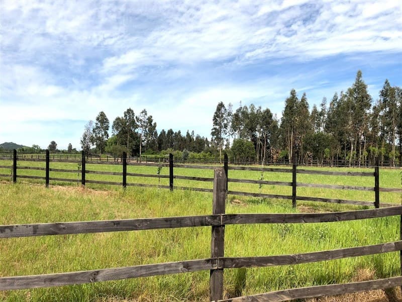 Talca / San Clemente 