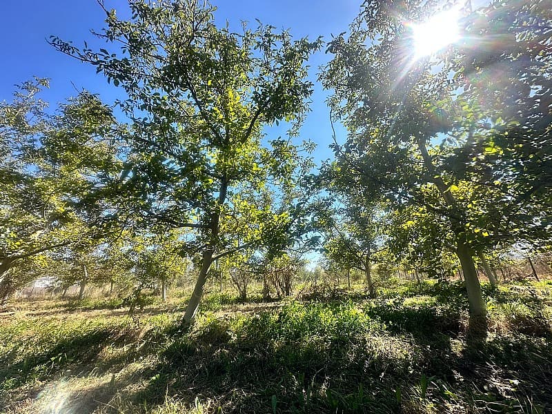 SITIO EN VENTA PAINE                                        