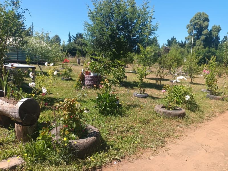 FUNDO SAN PEDRO DE COLICHEU - CABRERO - BIOBIO              