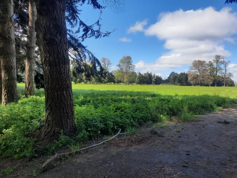 ENTRE PURRANQUE Y FRUTILLAR                                 