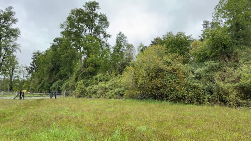 PARAGUAY - FRUTILLAR                                        