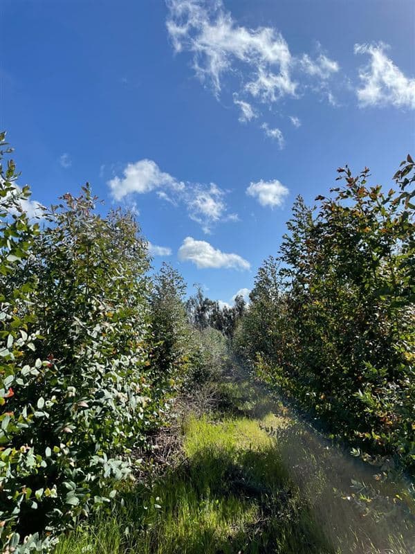 Sitios en Las Lajuelas, Huampuli San Nicolas