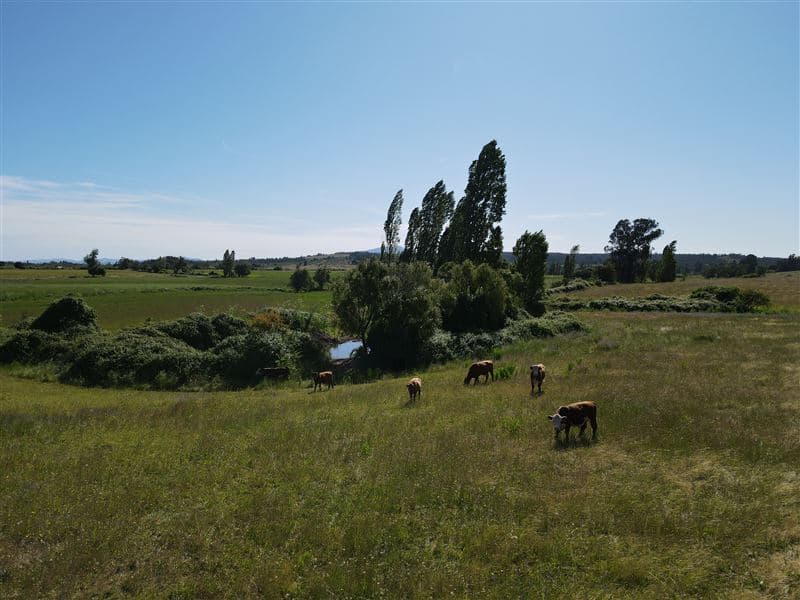 48 ha en Rucapequen Chillan, Campo Agricola plano y lomaje muy suave