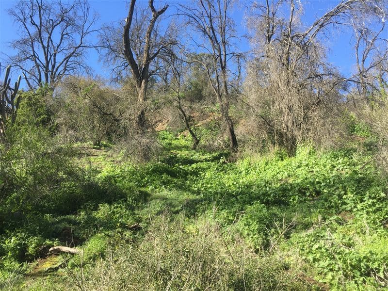 Miraflores Alto, Curacaví