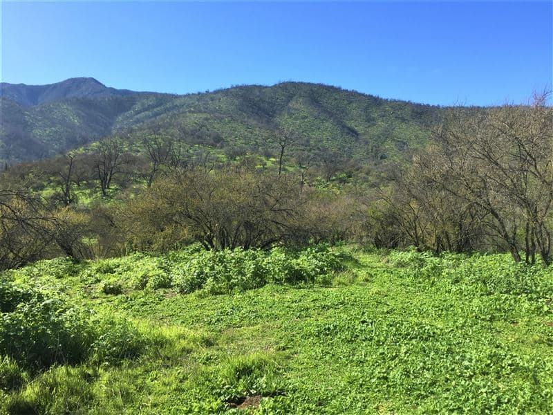 Miraflores Alto, Curacaví