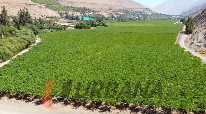 PARCELA EN LOTEO MIRAFLORES 5.300M2                         