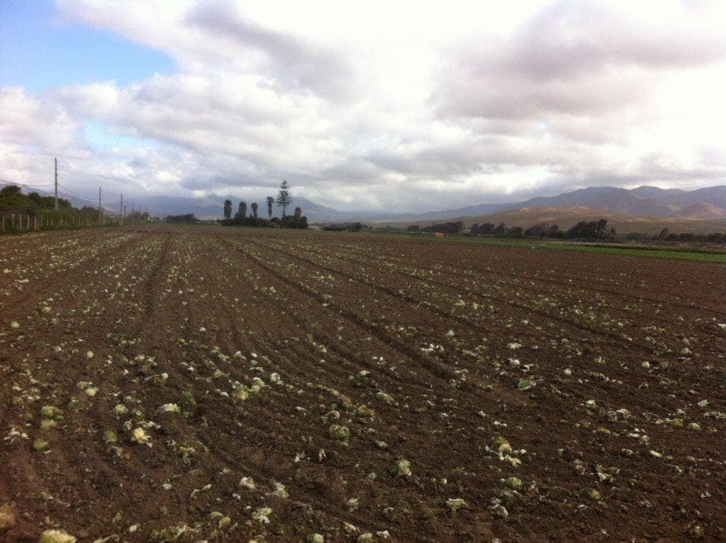 SECTOR ACCESO CALETA SAN PEDRO