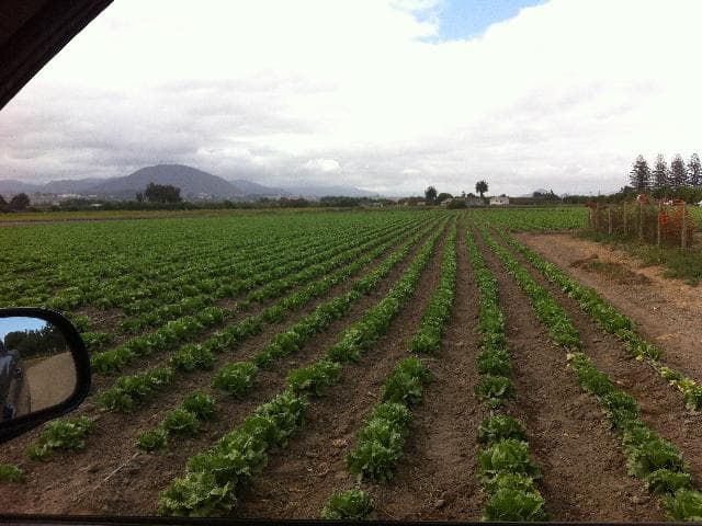 SECTOR CALETA SAN PEDRO , COMPAñíA BAJA