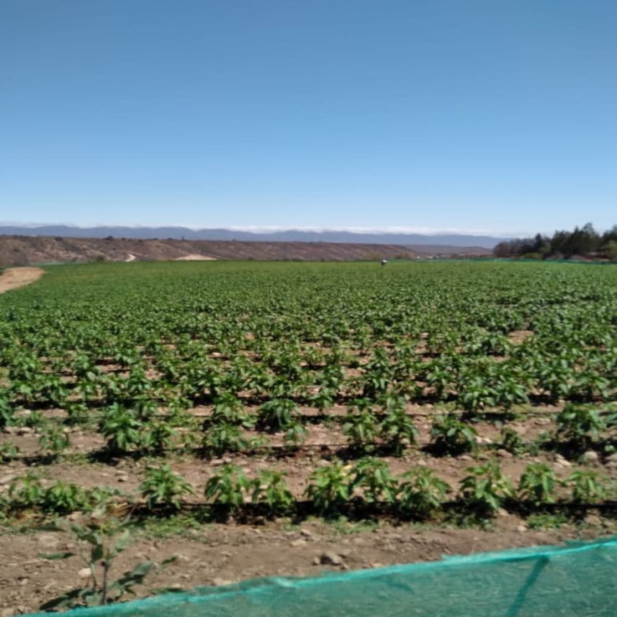 SECTOR SANTA CRISTINA