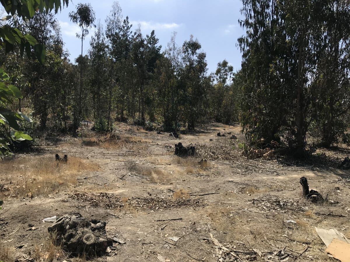 SECTOR FUNDO LAS MERCEDES, PLACILLA