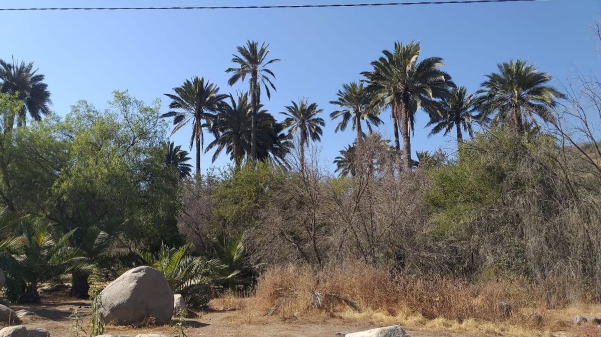 SECTOR OASIS DE LA CAMPANA, OCOA, HIJUELAS.