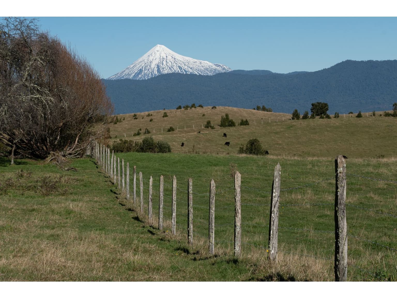 El Taique