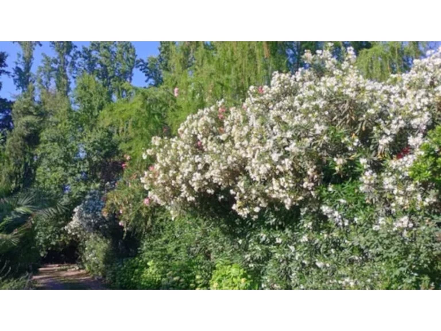 Los Copihues Nuevo Horizonte