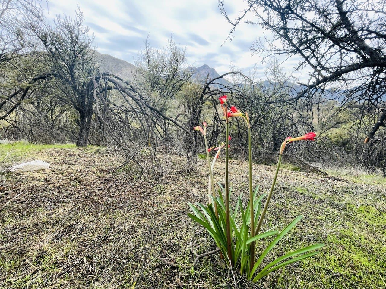 Reserva Oasis de La Campana