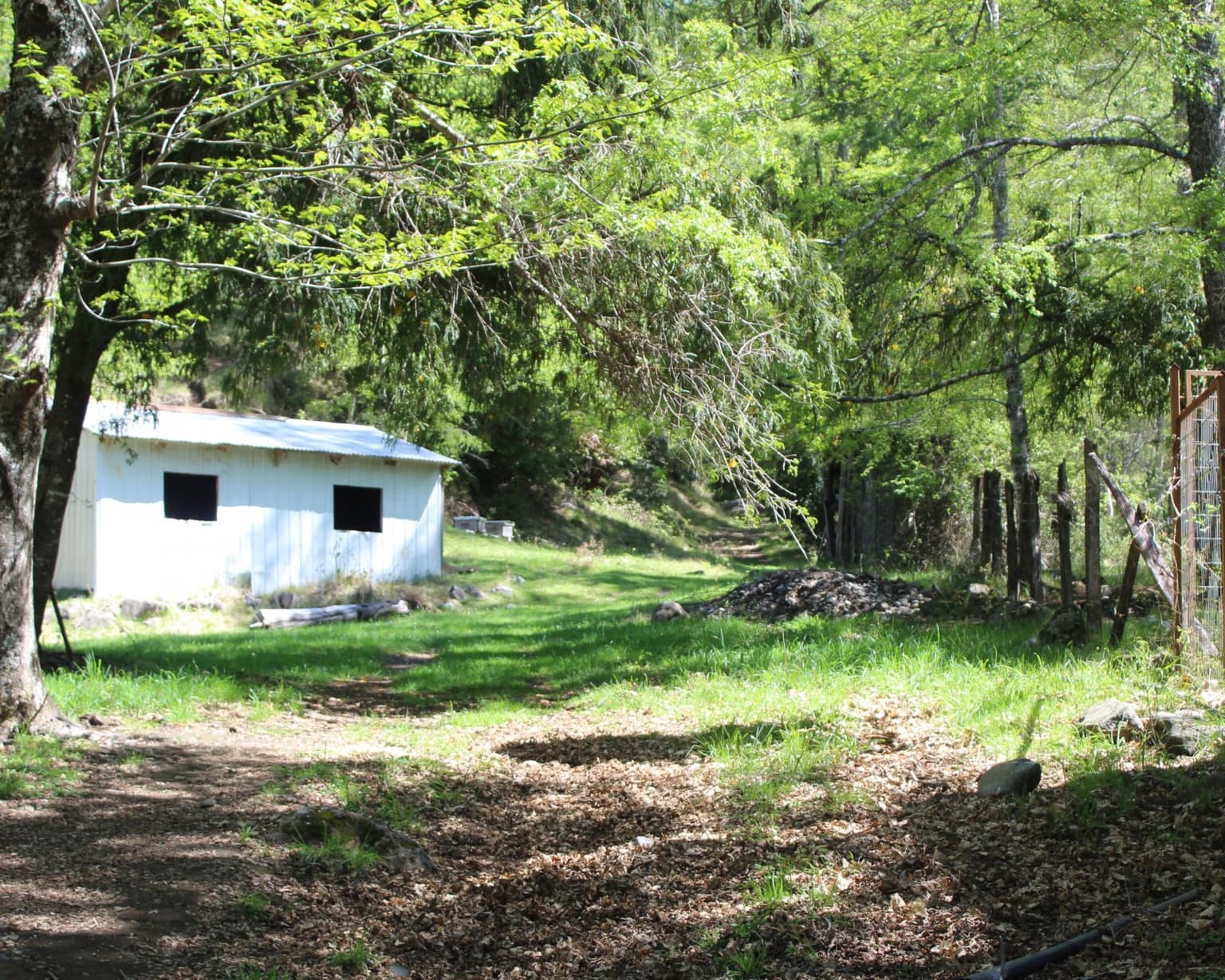 Loncofilo, Catripulli