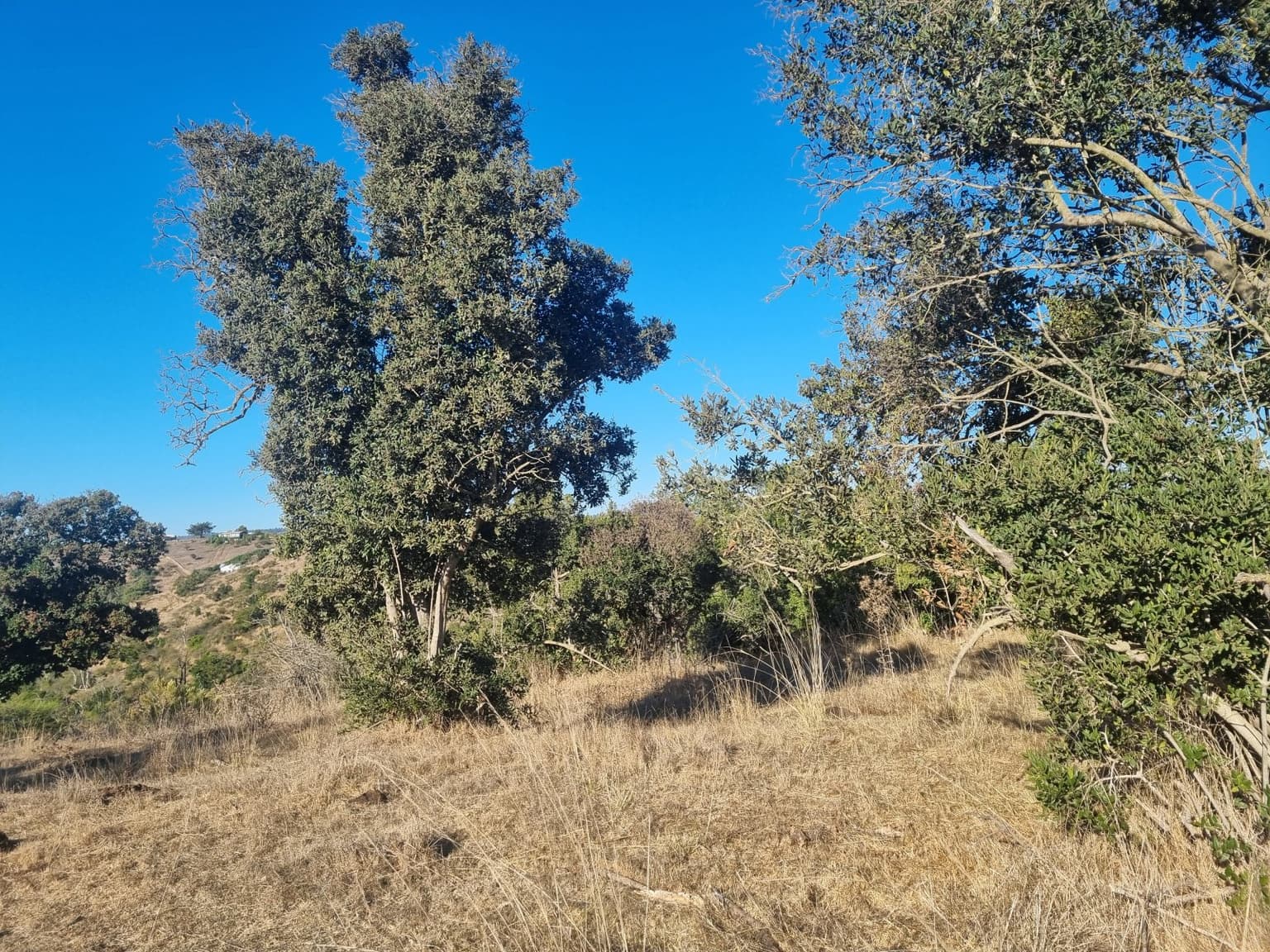 CAMINO LOS ESPINOS