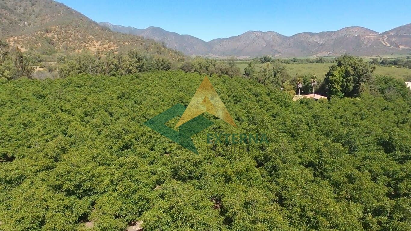 V region