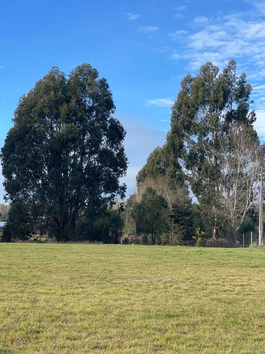 Panguilelfún