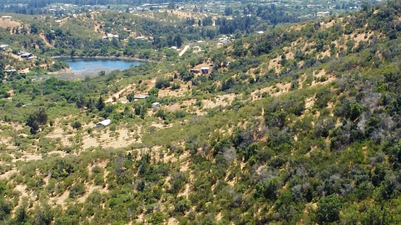 Colliguay