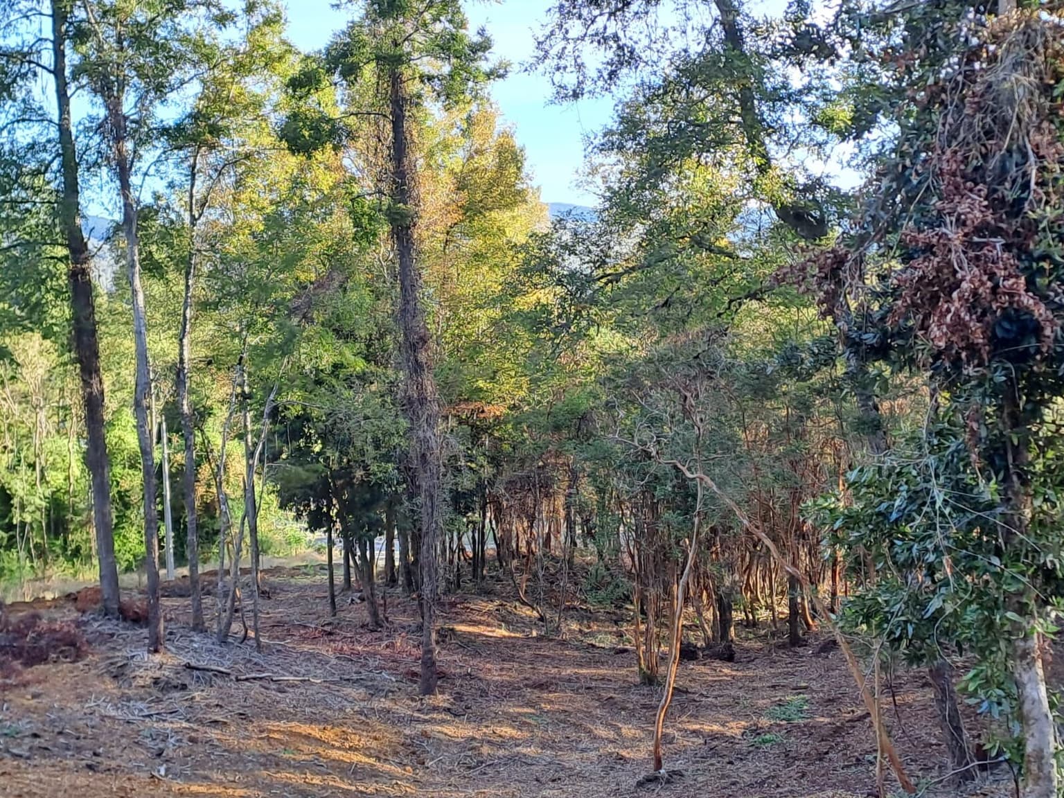 Pichihuape