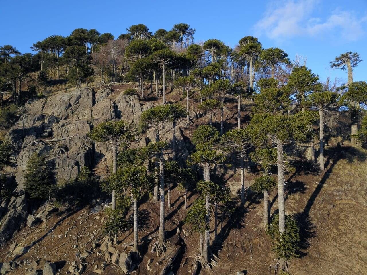 Melipeuco