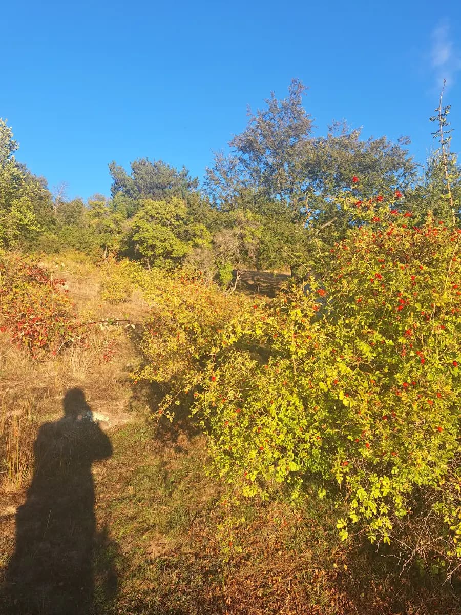 Angol, Región de La Araucanía, Chile