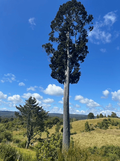 Camino Estaquilla - La Pampina, Los Muermos, Región de Los Lagos 5590000, Chile