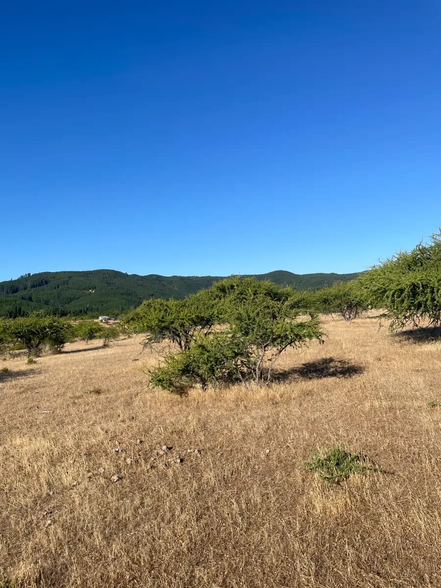 San Javier, Región del Maule, Chile