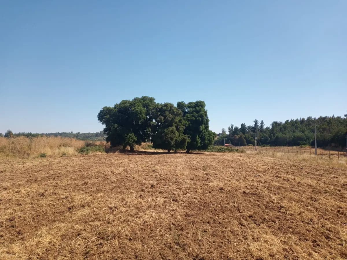 Boyén, Chillán, Región de Ñuble, Chile