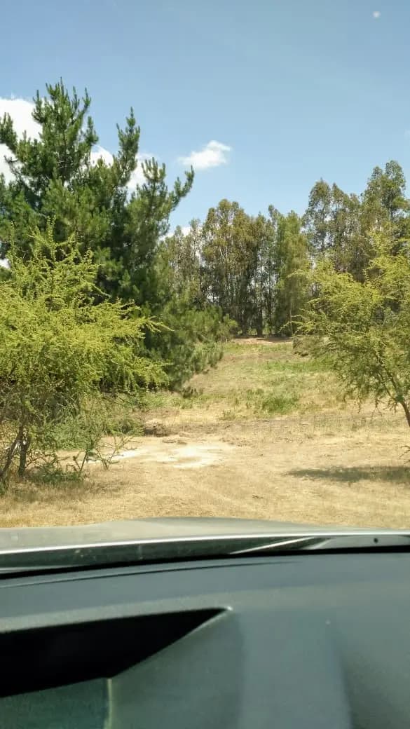 Camino Llavería, Las Cabras, Región de O'Higgins 3030000, Chile