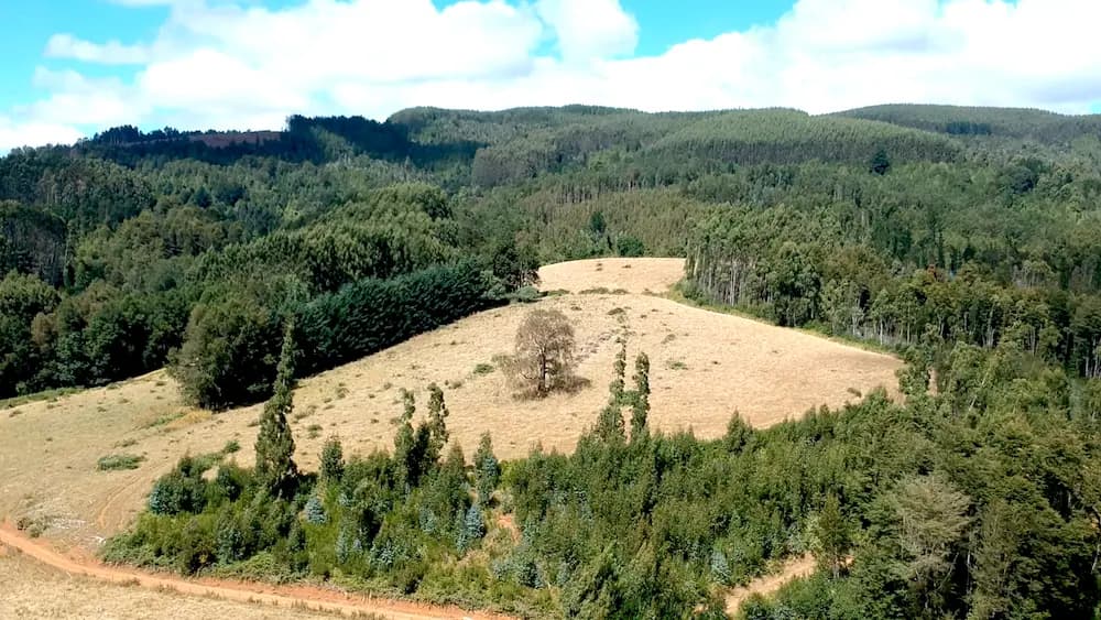 Ruta V-902, Maullín, Región de Los Lagos 5580000, Chile