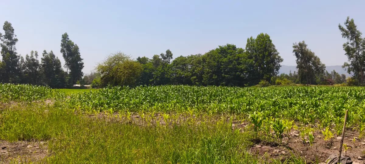San Juan de la Sierra, Chimbarongo, Región de O'Higgins 3090000, Chile